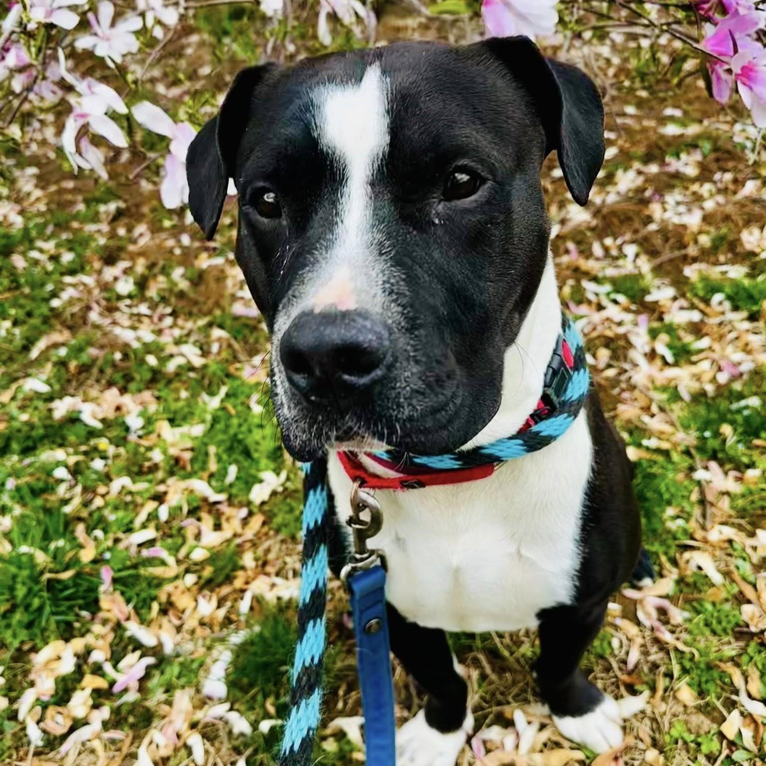 Mellow, adoptable, Young Male Pit Bull Terrier.