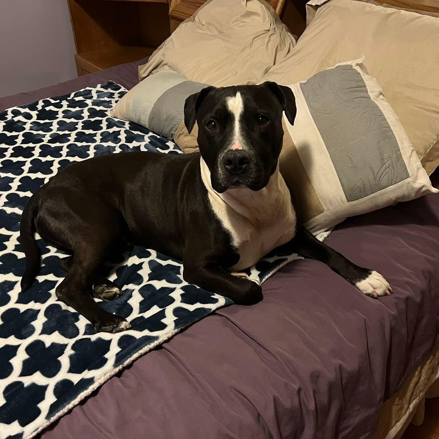 Mellow, an adoptable mixed breed in Phoenixville, PA image 4/6
