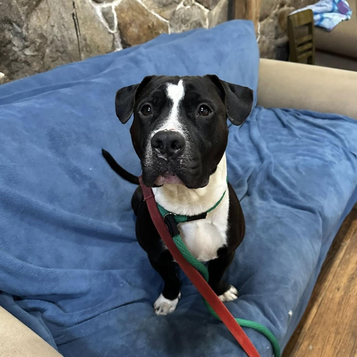 Enlarge Mellow, an adoptable mixed breed in Phoenixville, PA image 5/6