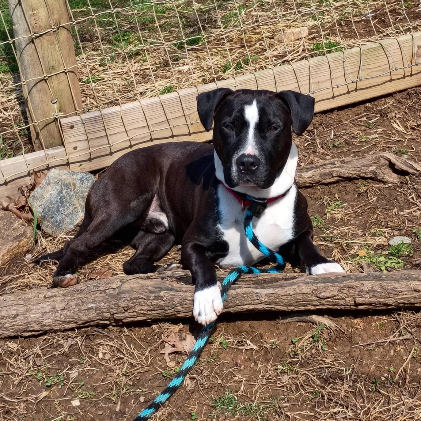 Enlarge Mellow, an adoptable mixed breed in Phoenixville, PA image 2/6