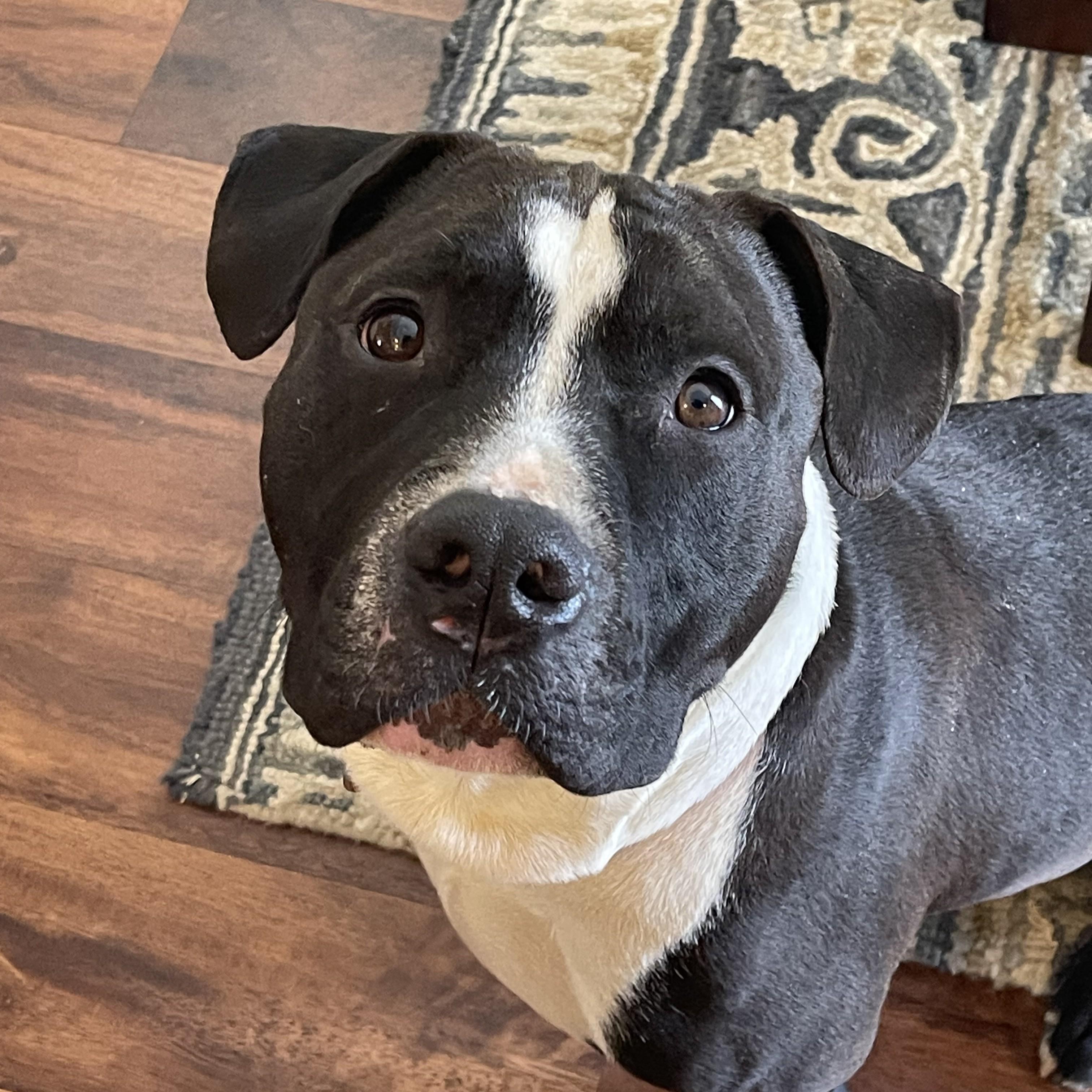 Enlarge Mellow, an adoptable mixed breed in Phoenixville, PA image 3/6