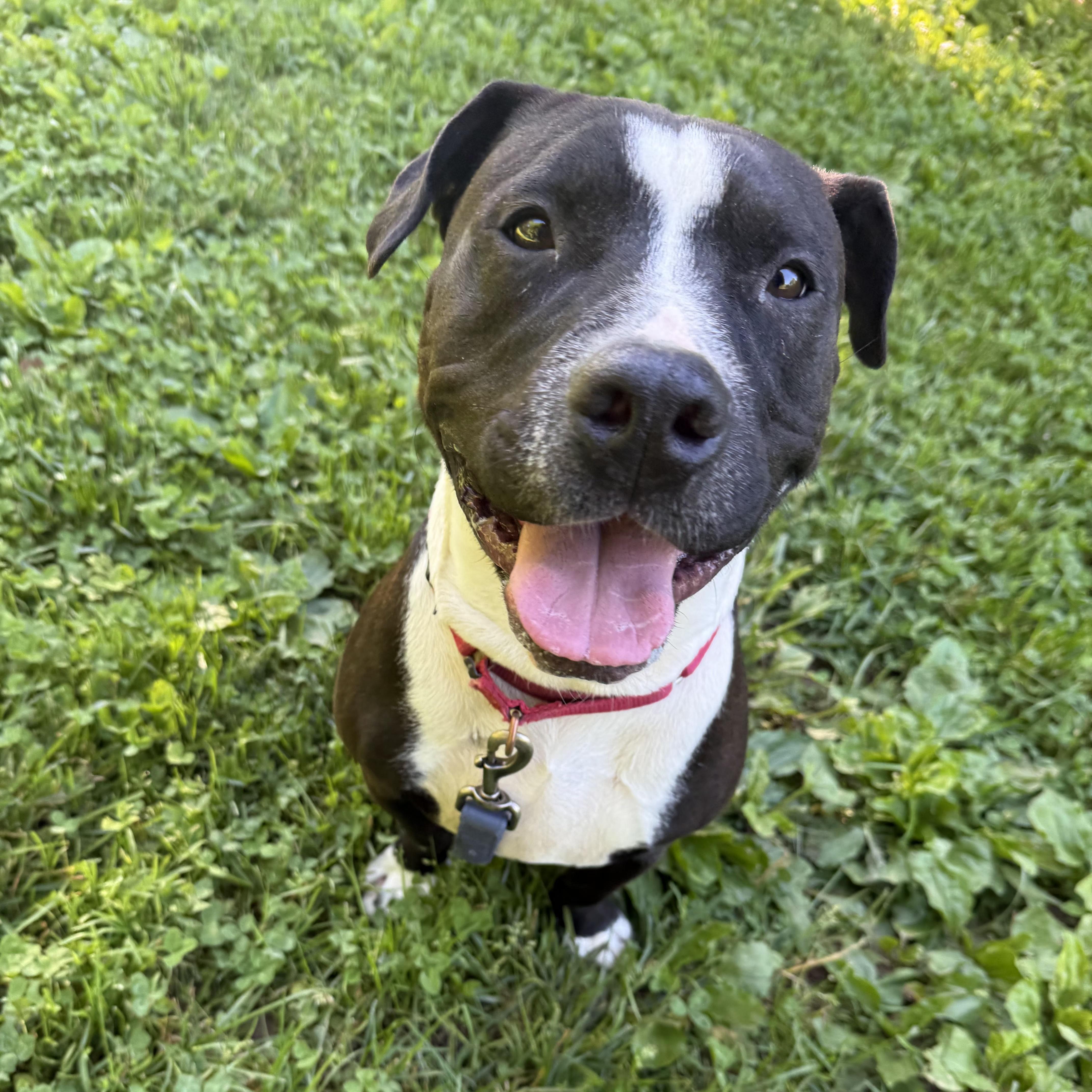 Mellow, adoptable, Young Male Pit Bull Terrier.