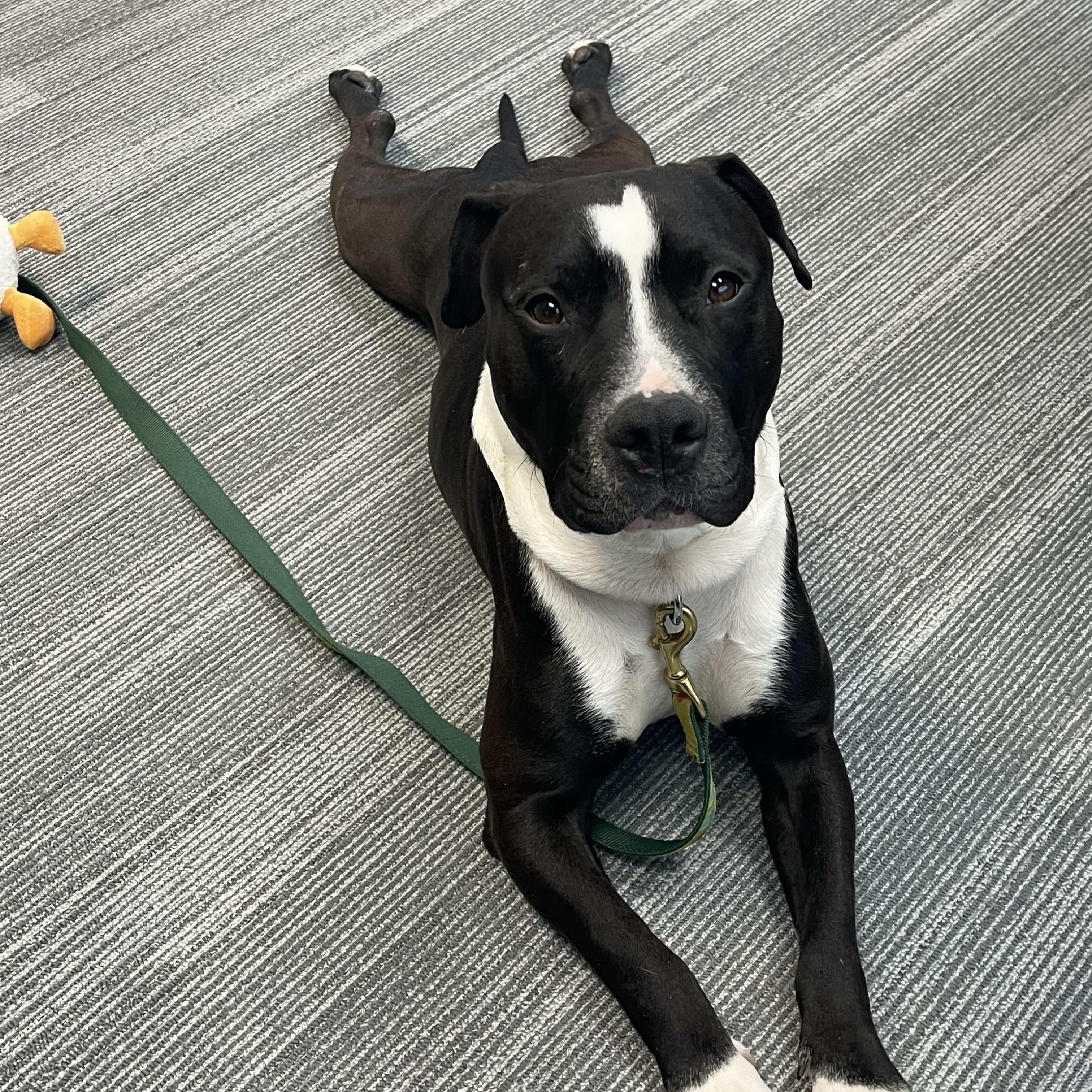 Enlarge Mellow, an adoptable mixed breed in Phoenixville, PA image 4/6