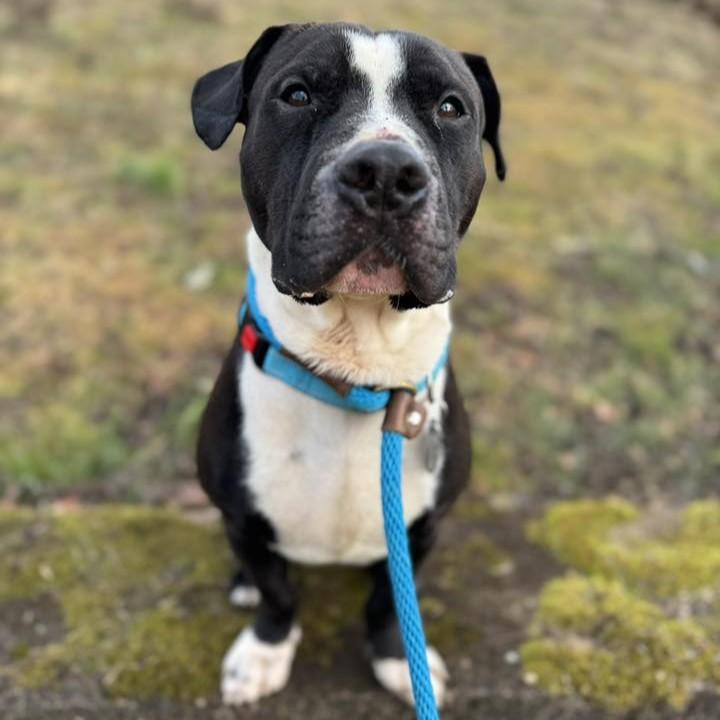 Enlarge Mellow, an adoptable mixed breed in Phoenixville, PA image 6/6