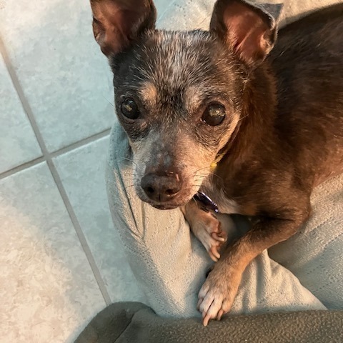 Minnie, a Adoptable Chihuahua in Cape Coral, FL image 1/10