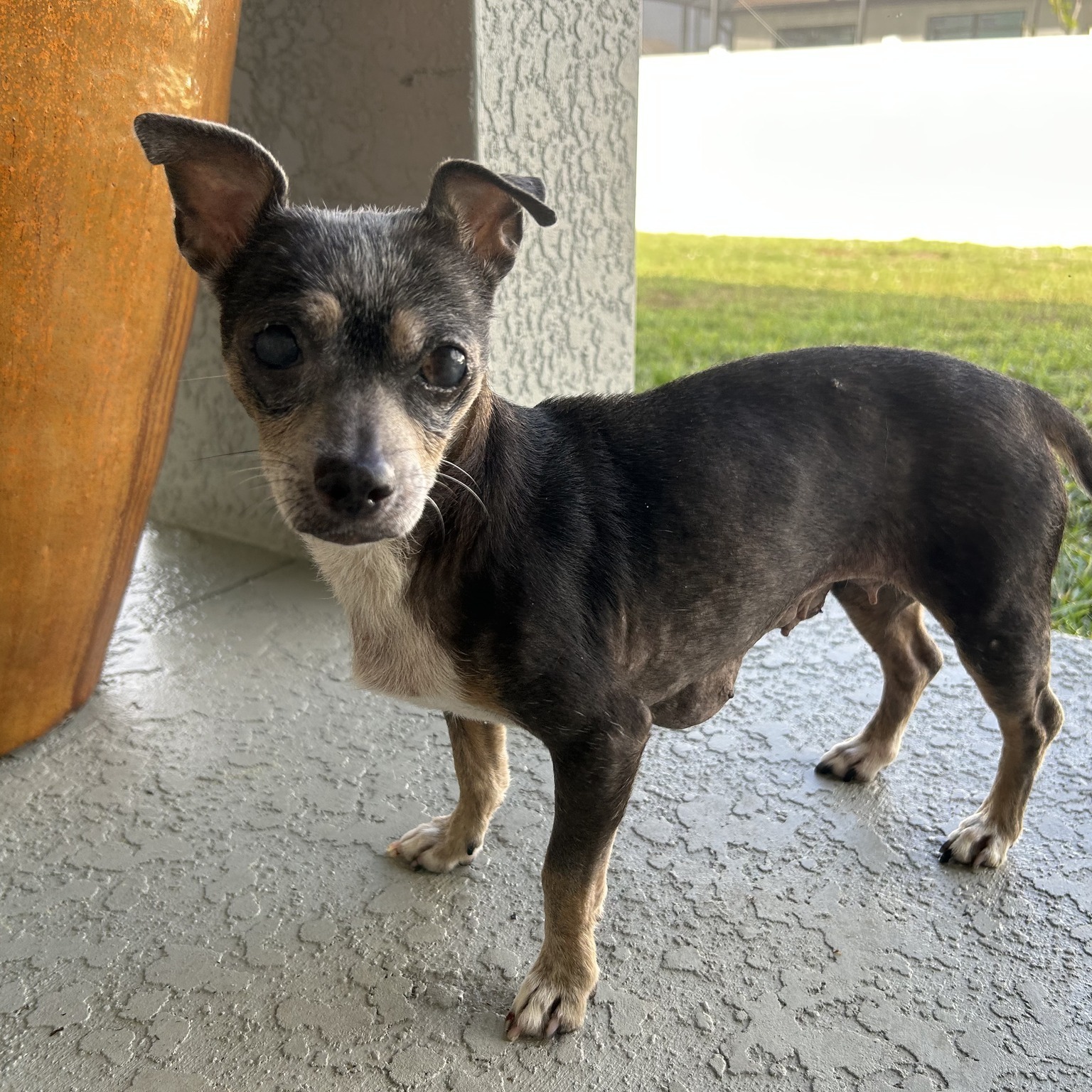 Minnie, a Adoptable Chihuahua in Cape Coral, FL image 2/10