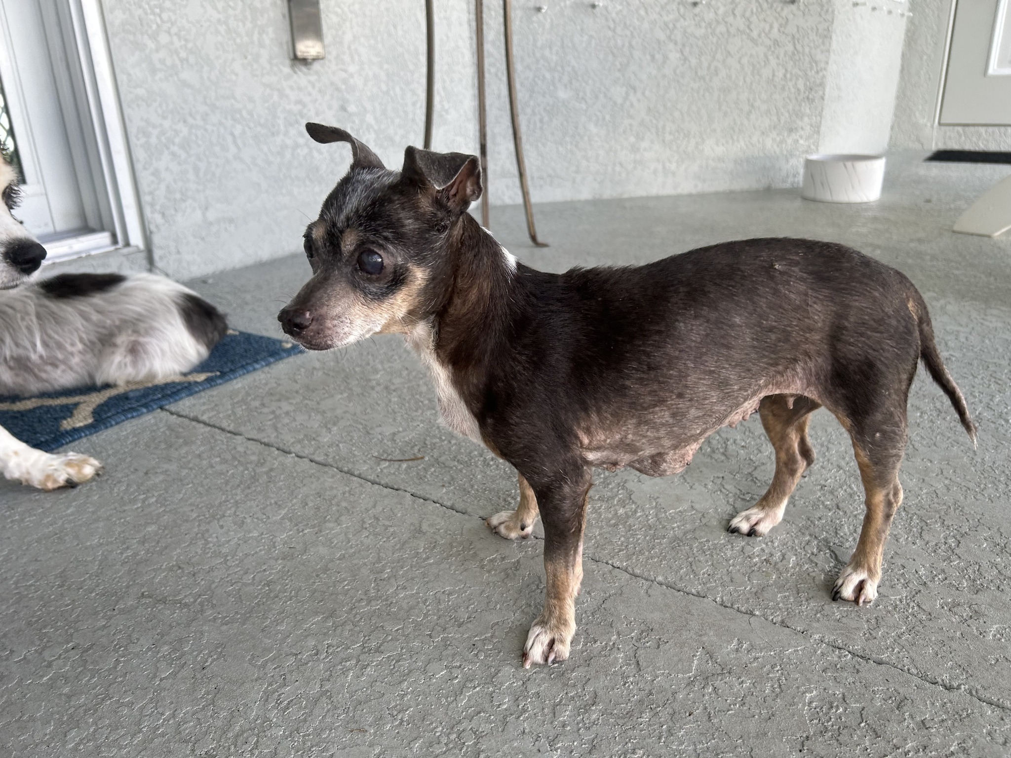 Minnie, a Adoptable Chihuahua in Cape Coral, FL image 3/10