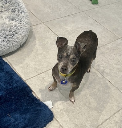 Minnie, a Adoptable Chihuahua in Cape Coral, FL image 4/10