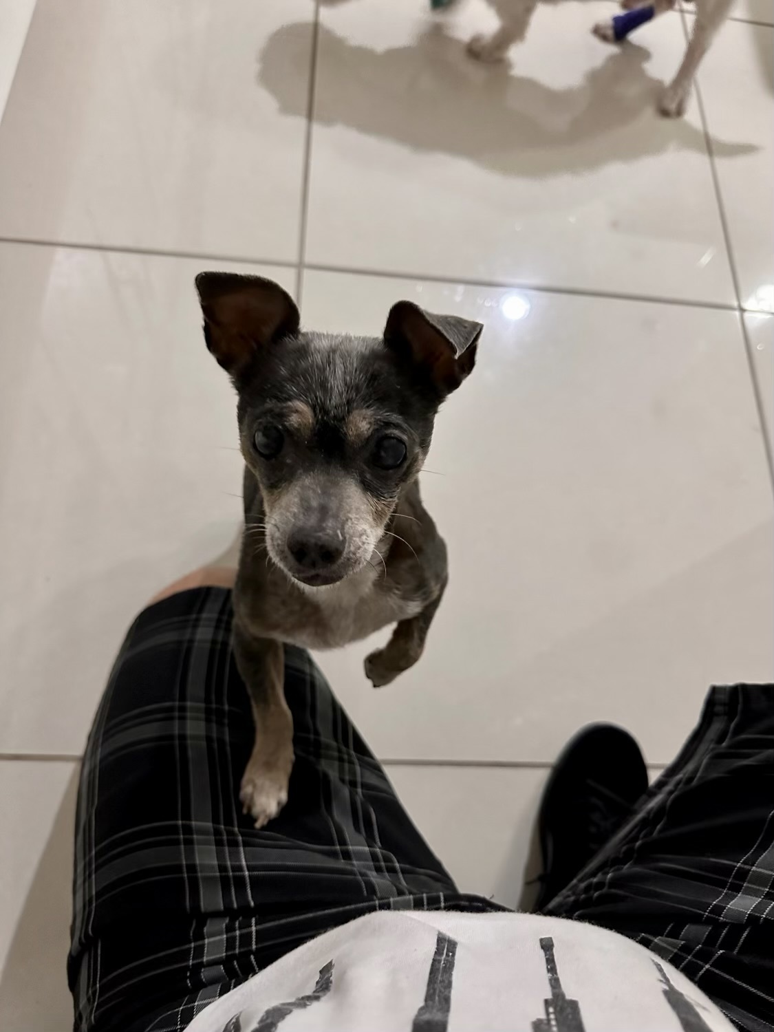 Minnie, a Adoptable Chihuahua in Cape Coral, FL image 5/10