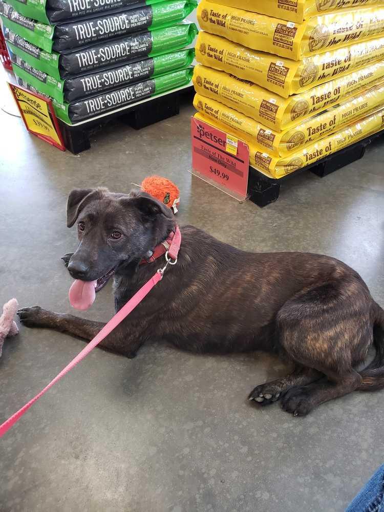 Enlarge Ash, a Adoptable mixed breed in Orangeburg, SC image 1/4