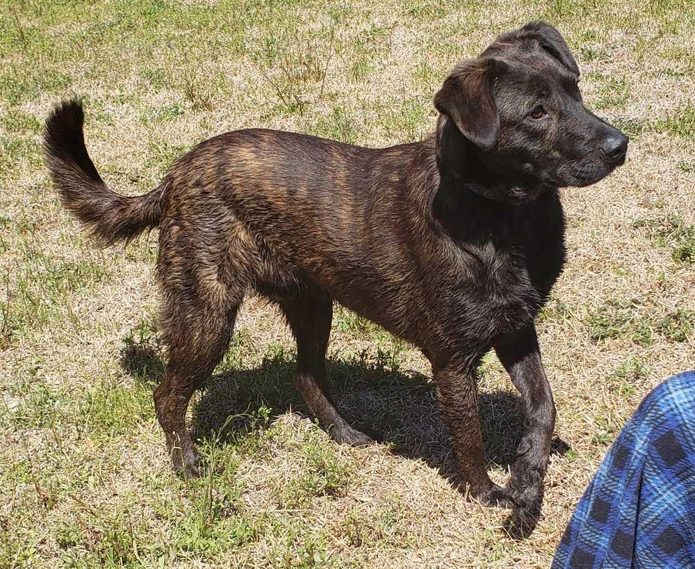 Enlarge Ash, a Adoptable mixed breed in Orangeburg, SC image 2/4