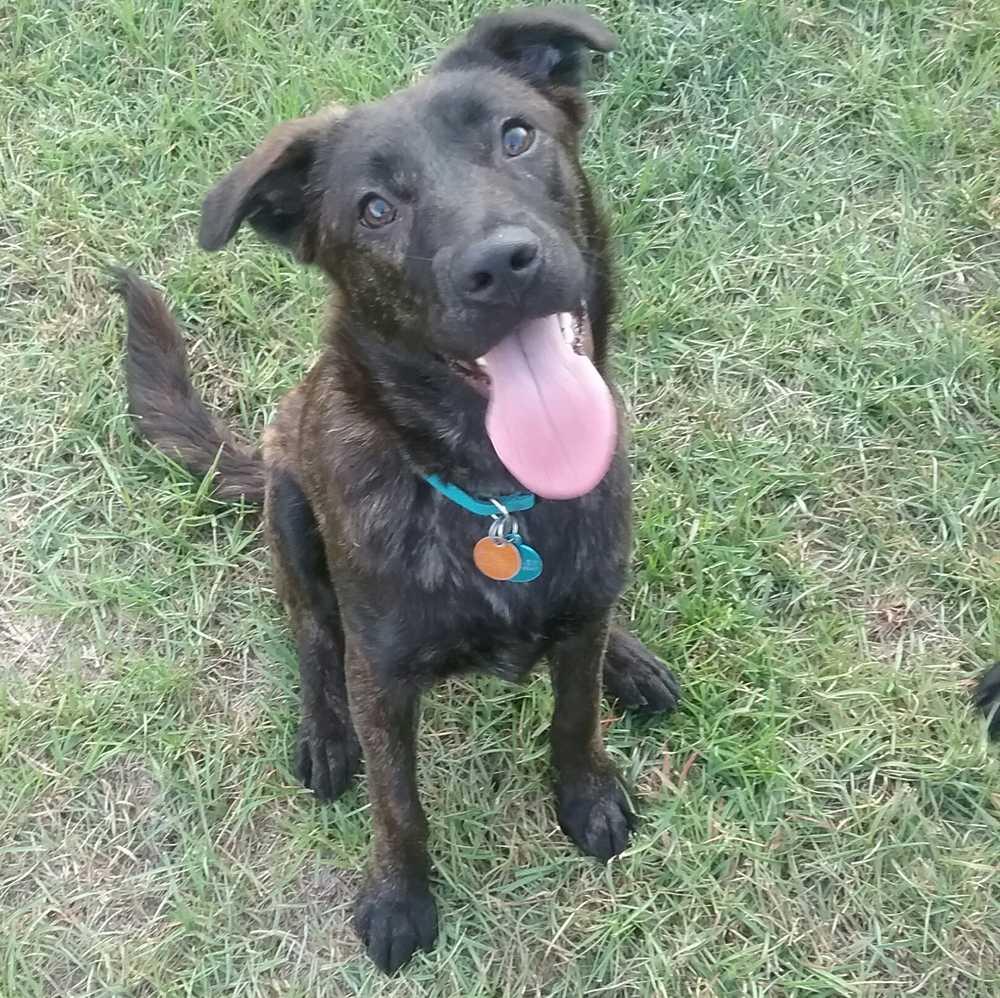 Enlarge Ash, a Adoptable mixed breed in Orangeburg, SC image 3/4