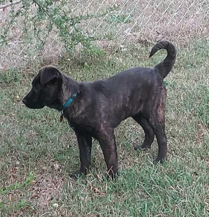 Enlarge Ash, a Adoptable mixed breed in Orangeburg, SC image 4/4