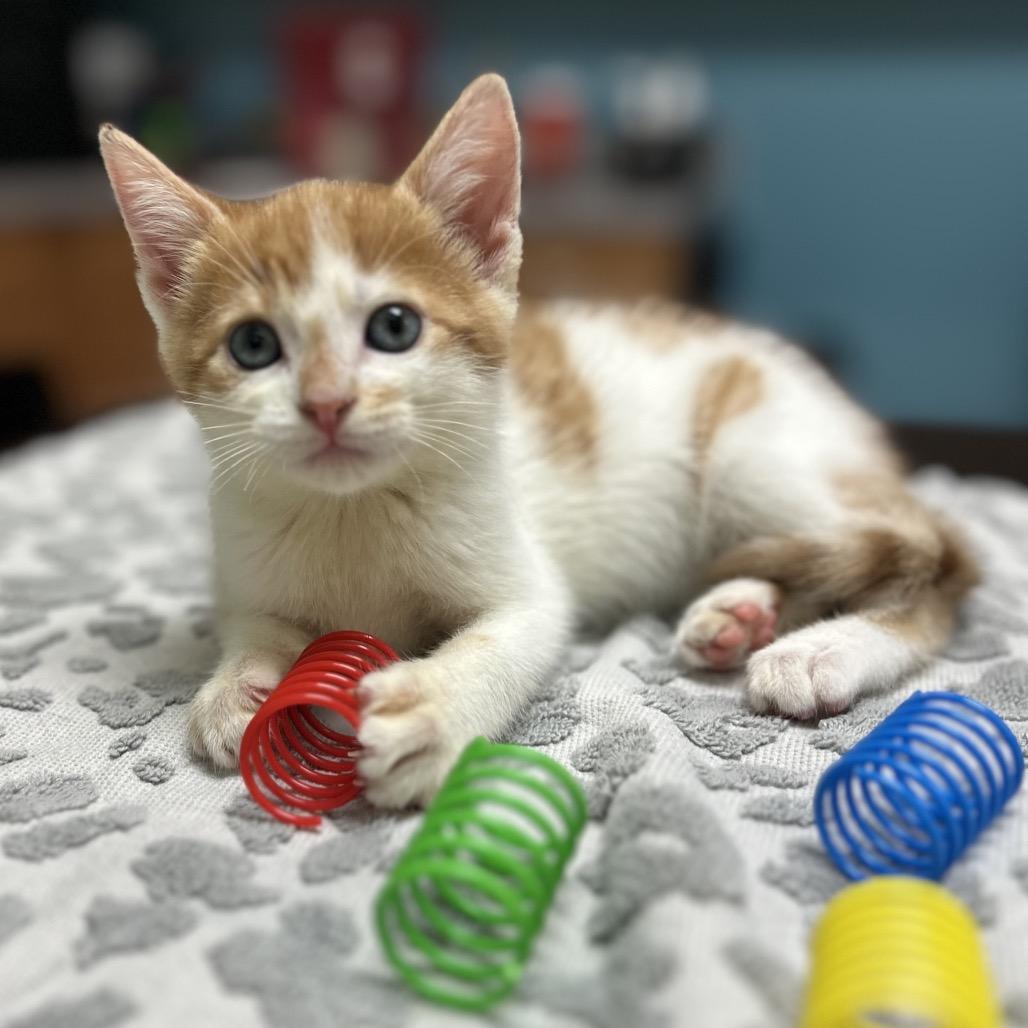 Sonny, Adoptable, Kitten Female Domestic Short Hair.