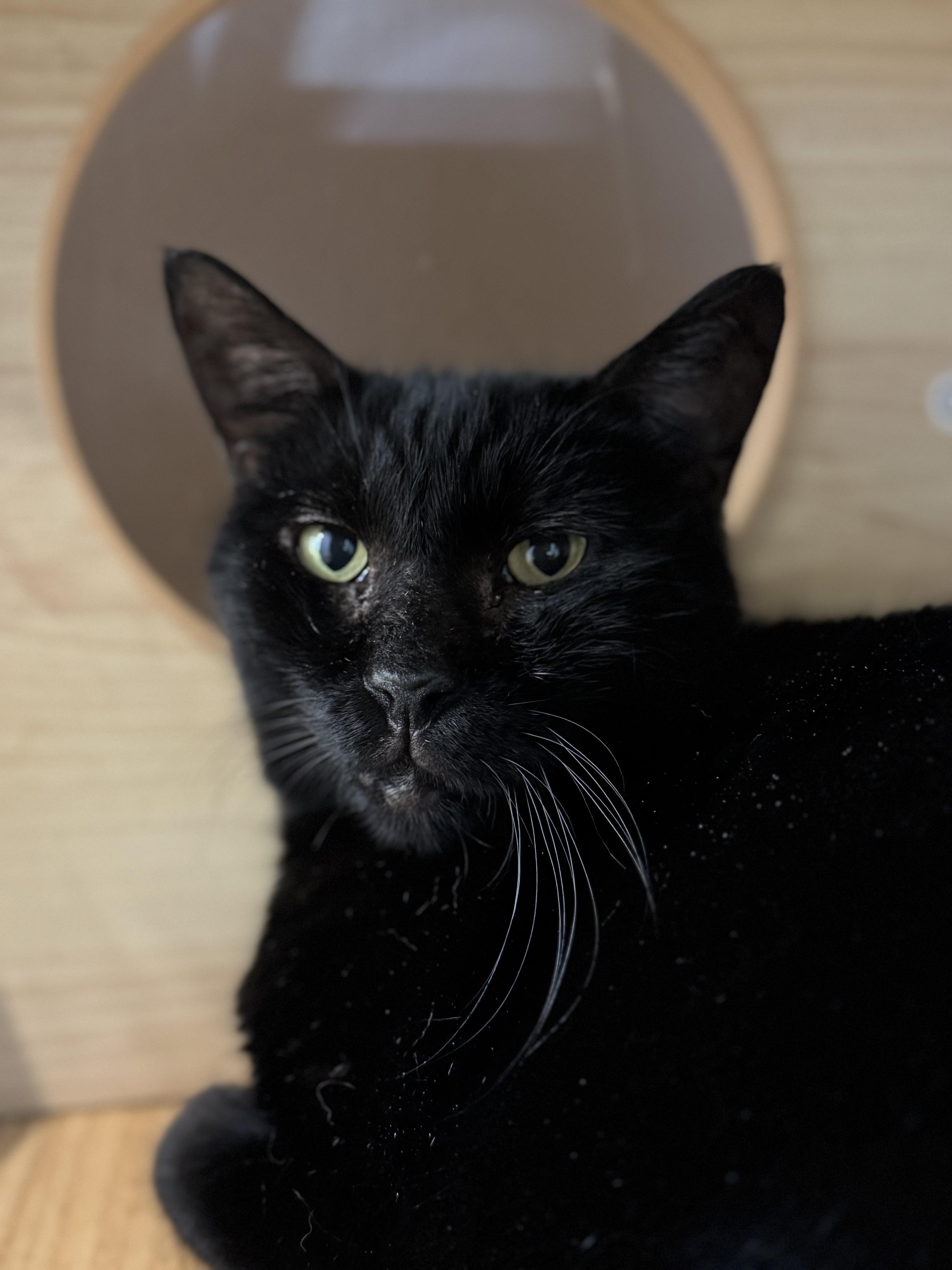 Ace, a Adoptable Domestic Short Hair in New Haven, CT image 1/2
