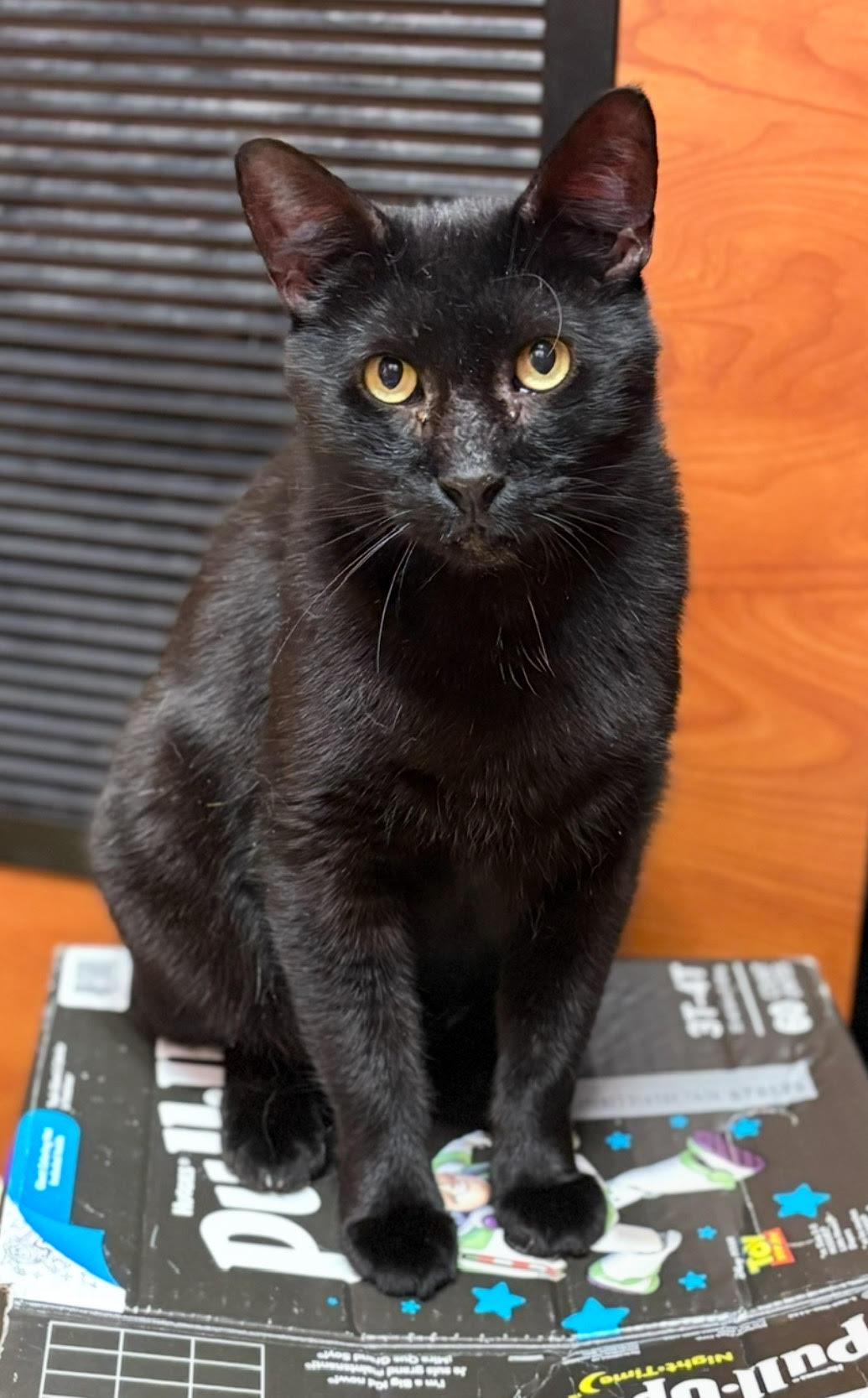 Ace, Adoptable, Adult Male Domestic Short Hair.