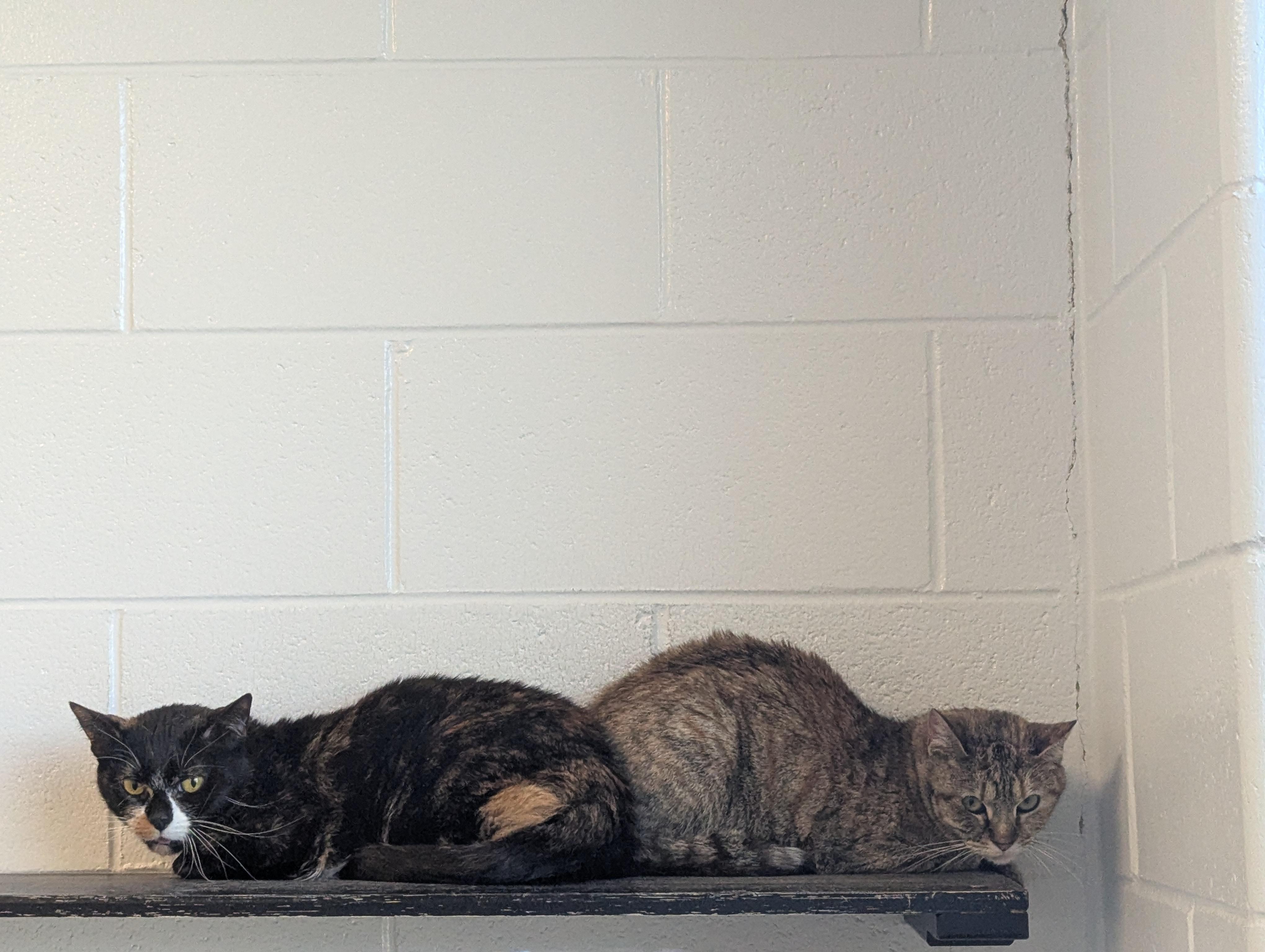 Enlarge Lacey, a Adoptable Domestic Short Hair in Stafford, VA image 2/3