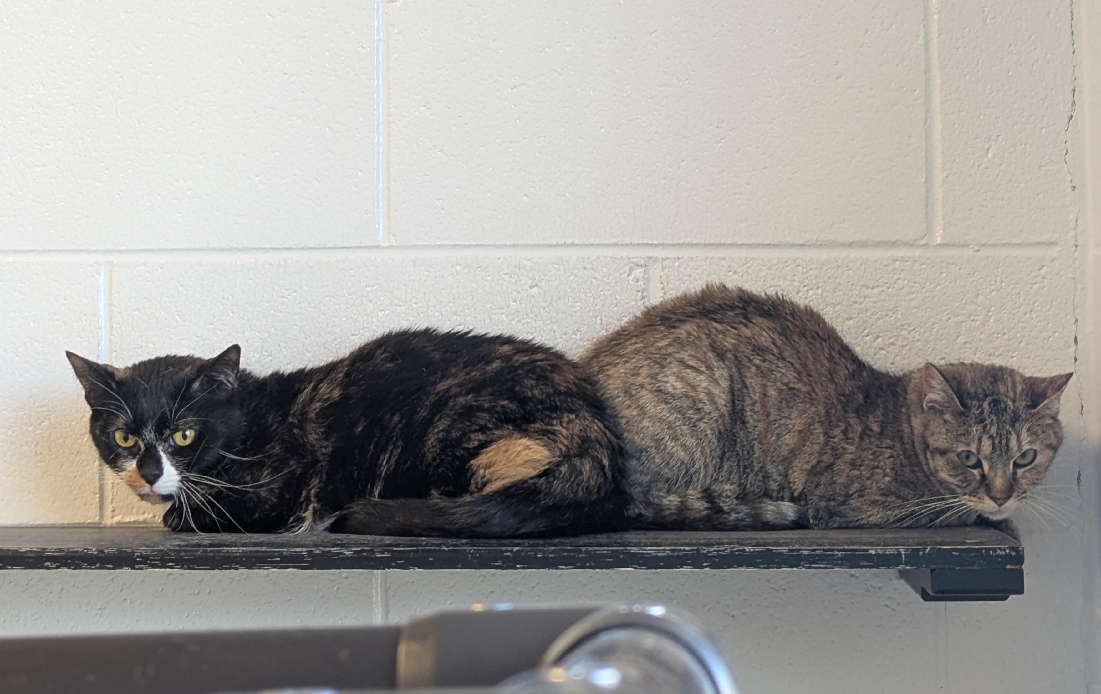 Enlarge Lacey, a Adoptable Domestic Short Hair in Stafford, VA image 3/3