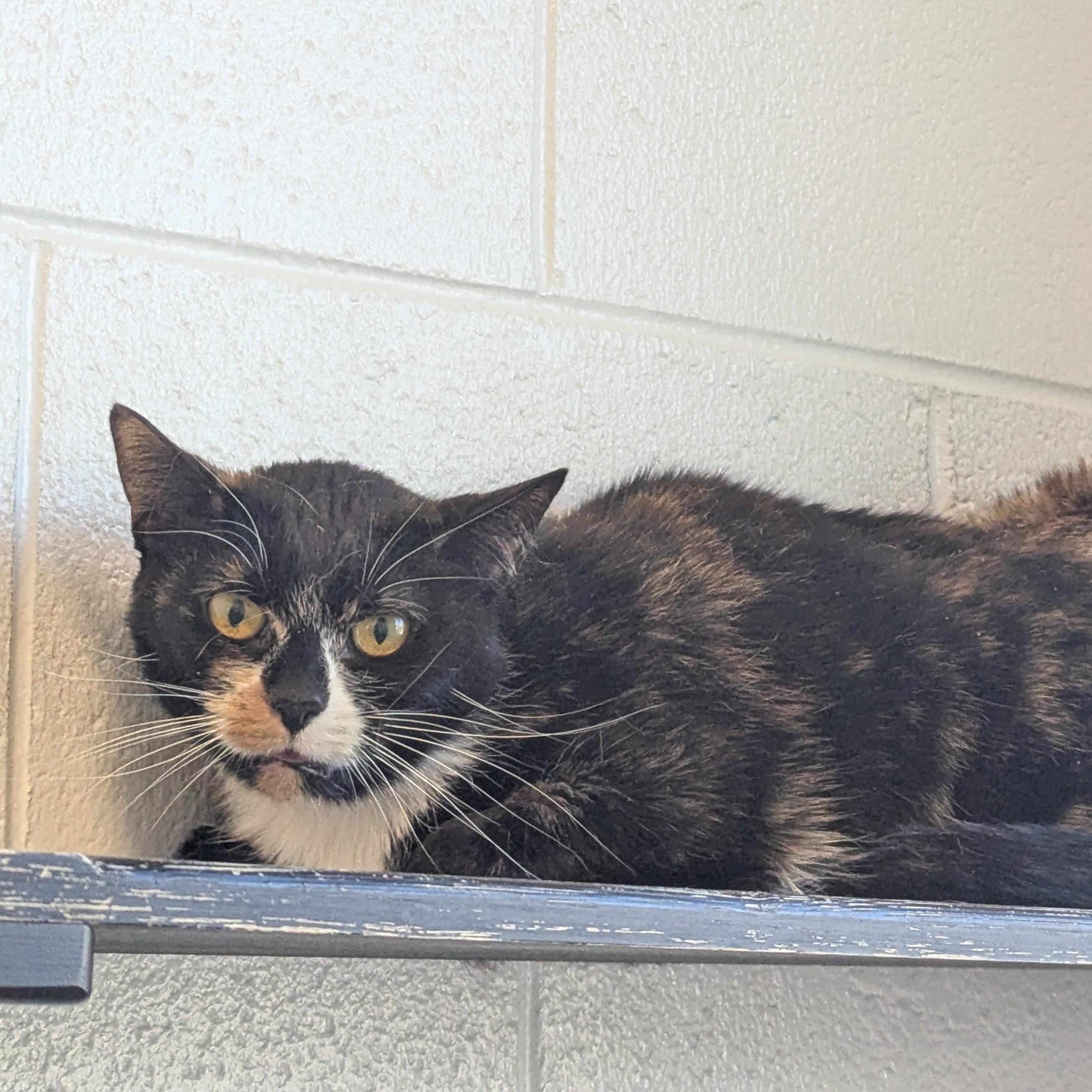 Enlarge Lacey, a Adoptable Domestic Short Hair in Stafford, VA image 1/3