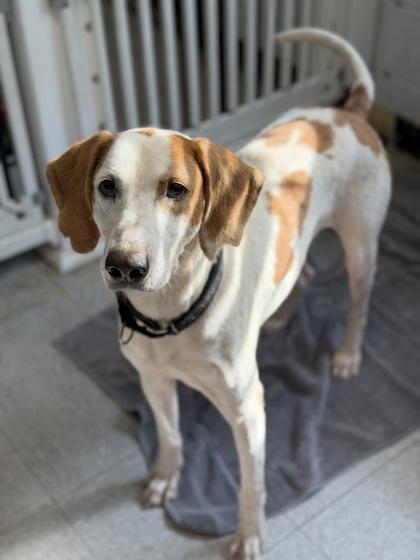 Enlarge Bogard, a Adoptable Hound in North Myrtle Beach, SC image 2/2