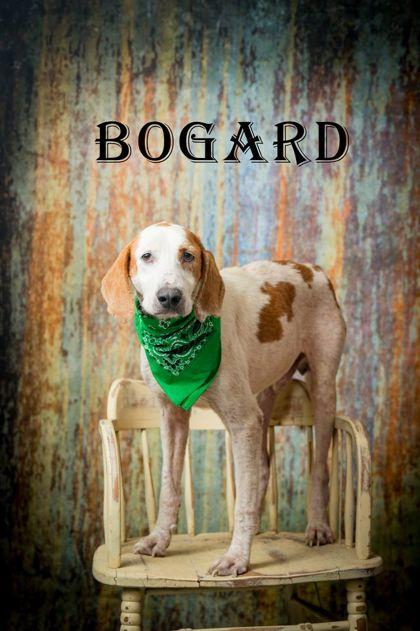 Bogard, Adoptable, Adult Male Hound.