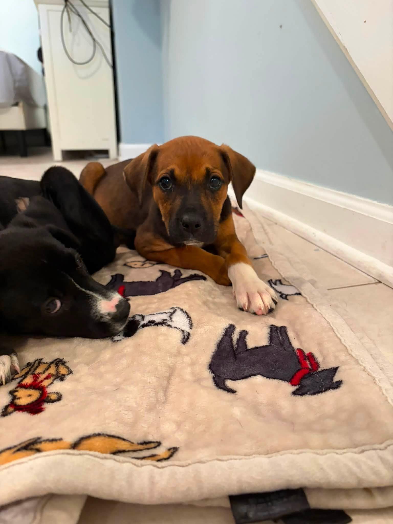 Cappuccino, ADOPTABLE, Puppy Female Mixed Breed.