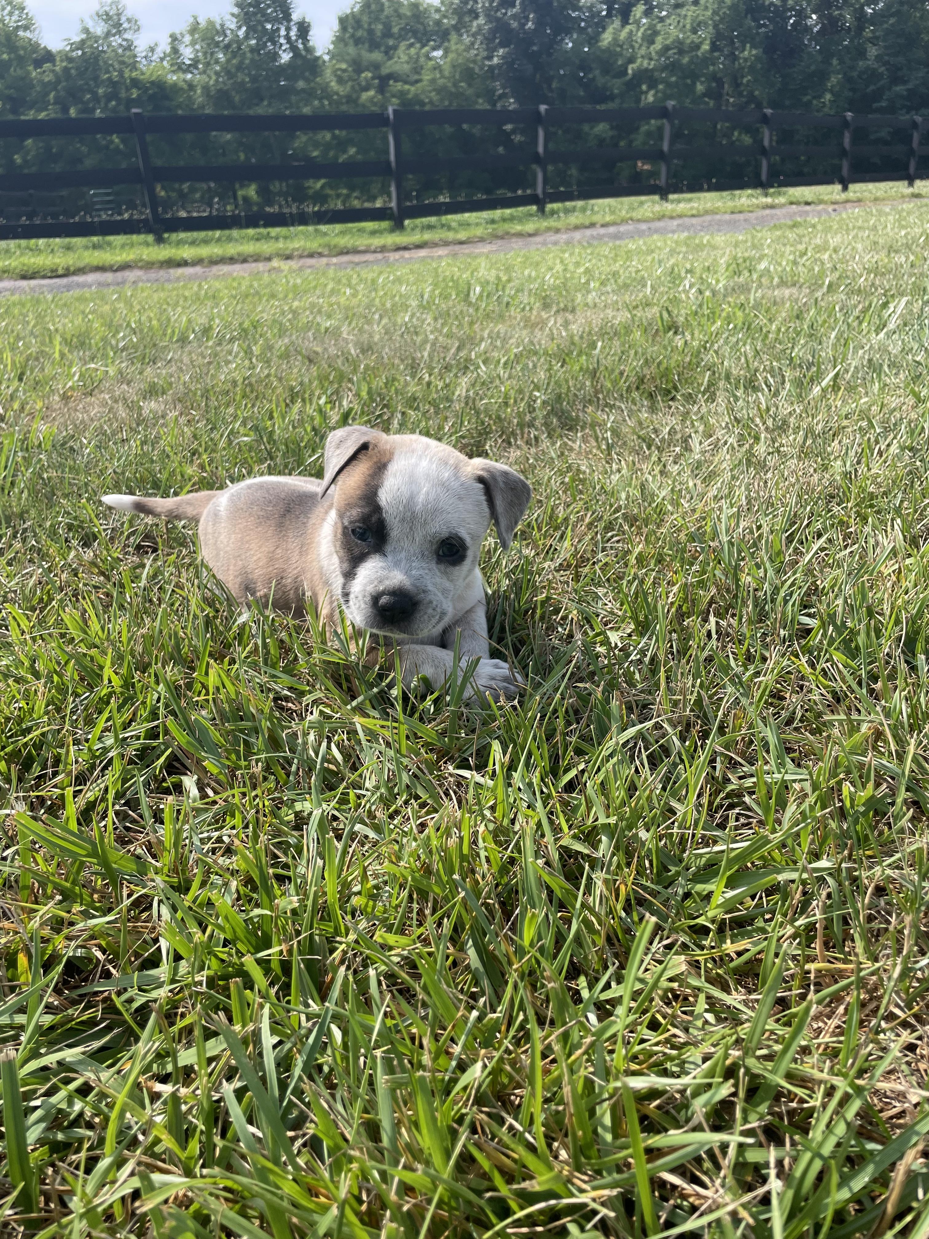 MATTIE, an adopted mixed breed in Hamilton, NJ image 4/6