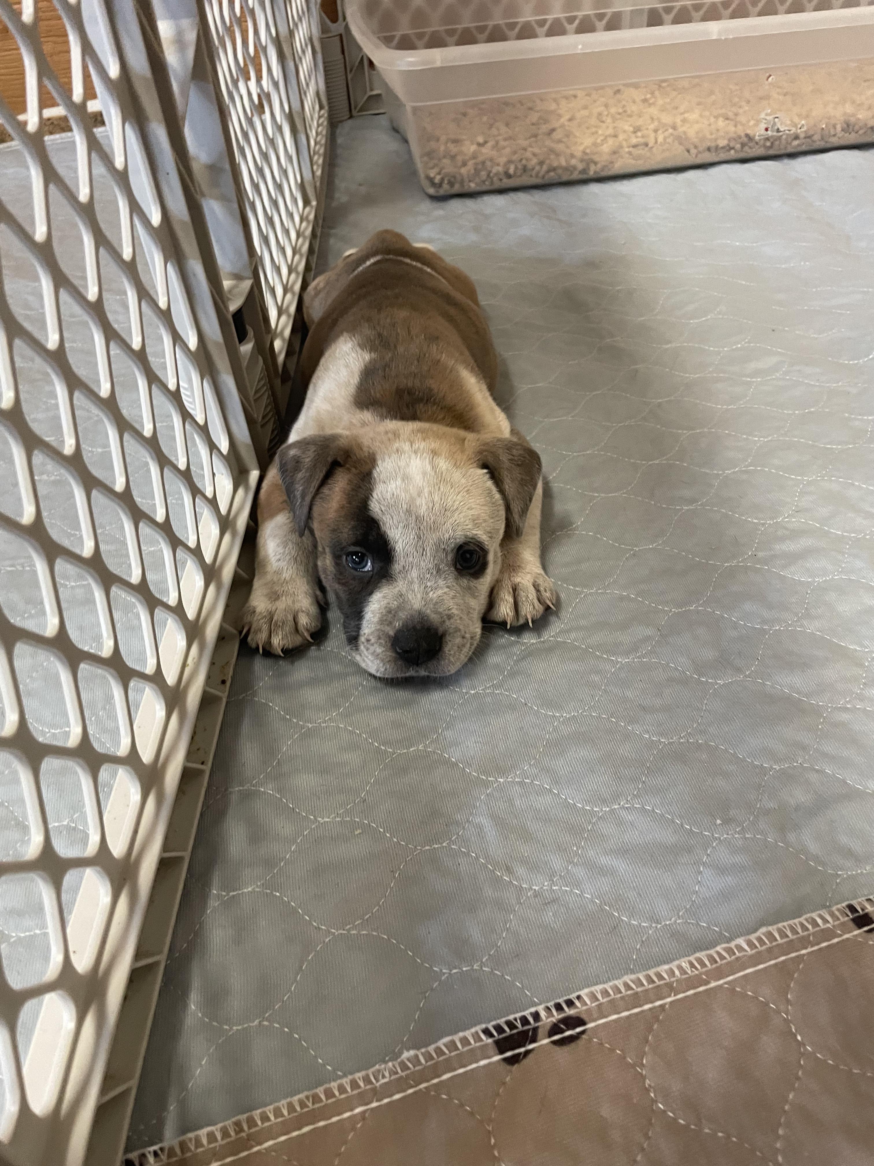 MATTIE, an adopted mixed breed in Hamilton, NJ image 5/6