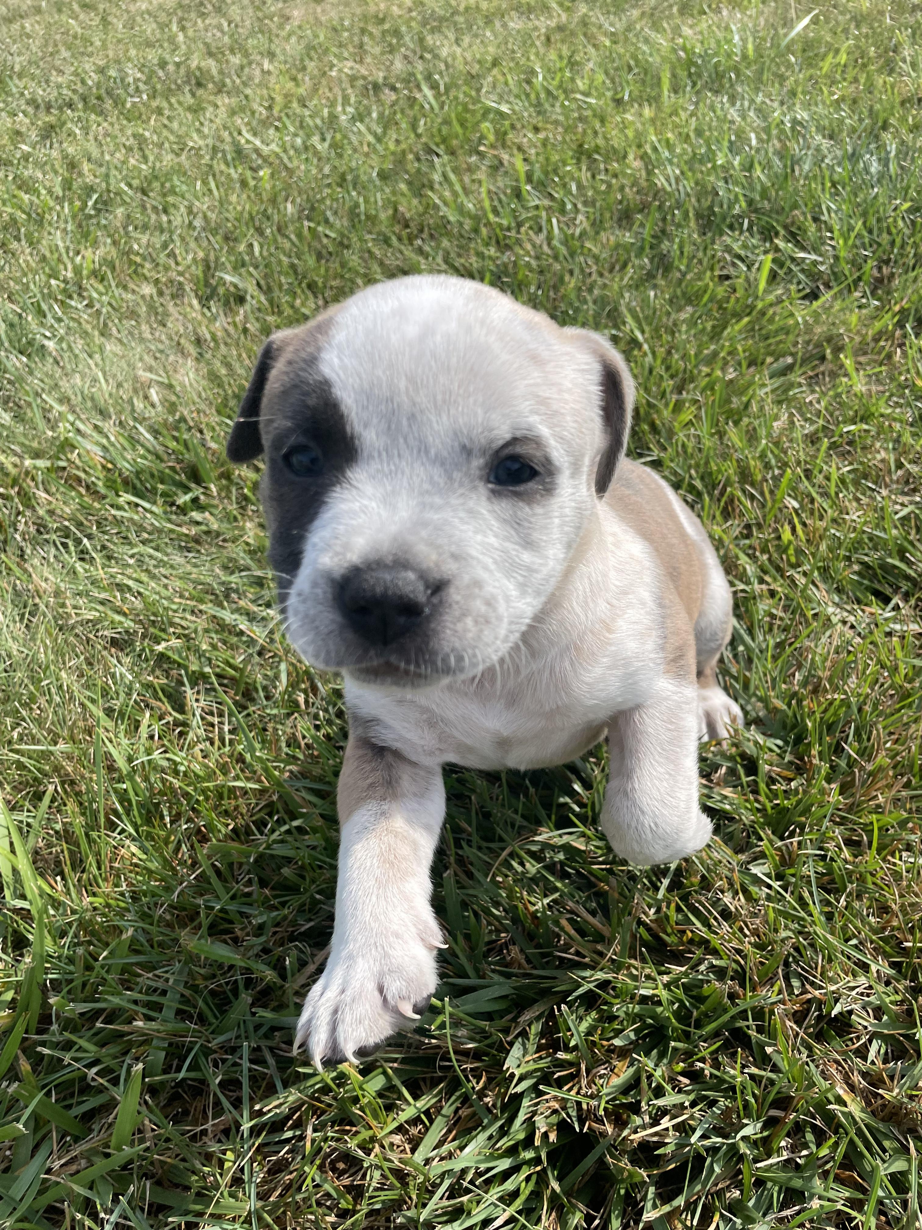 MATTIE, an adopted mixed breed in Hamilton, NJ image 1/6
