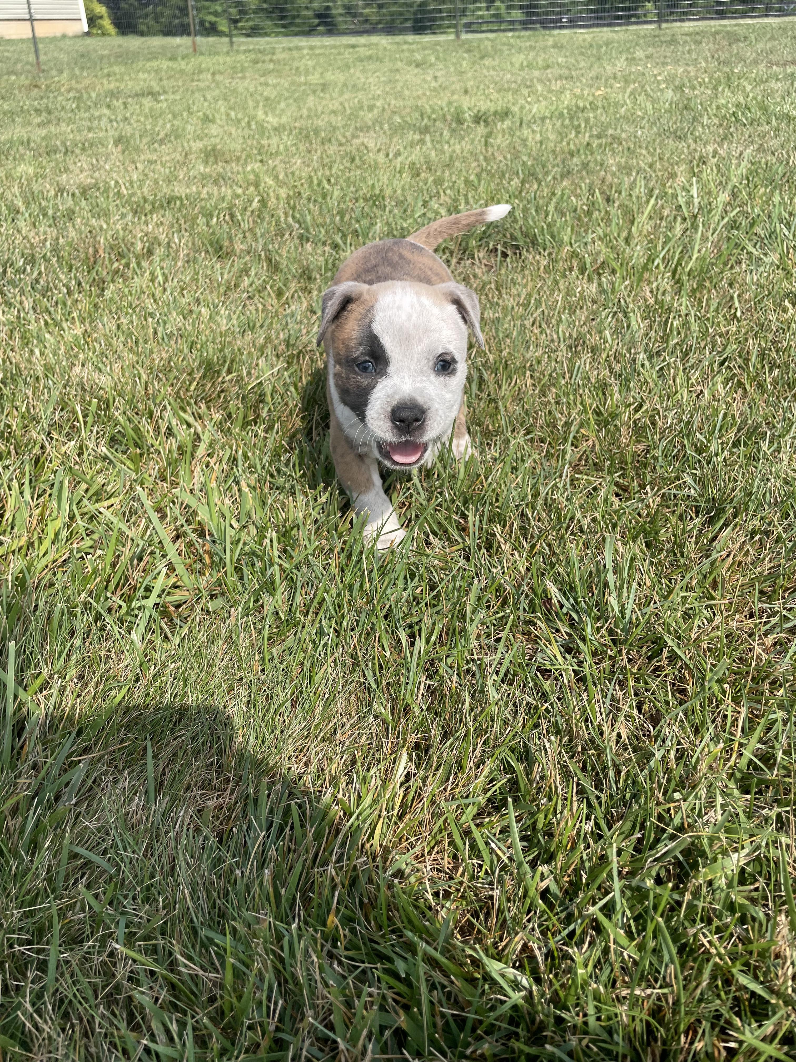MATTIE, an adopted mixed breed in Hamilton, NJ image 2/6