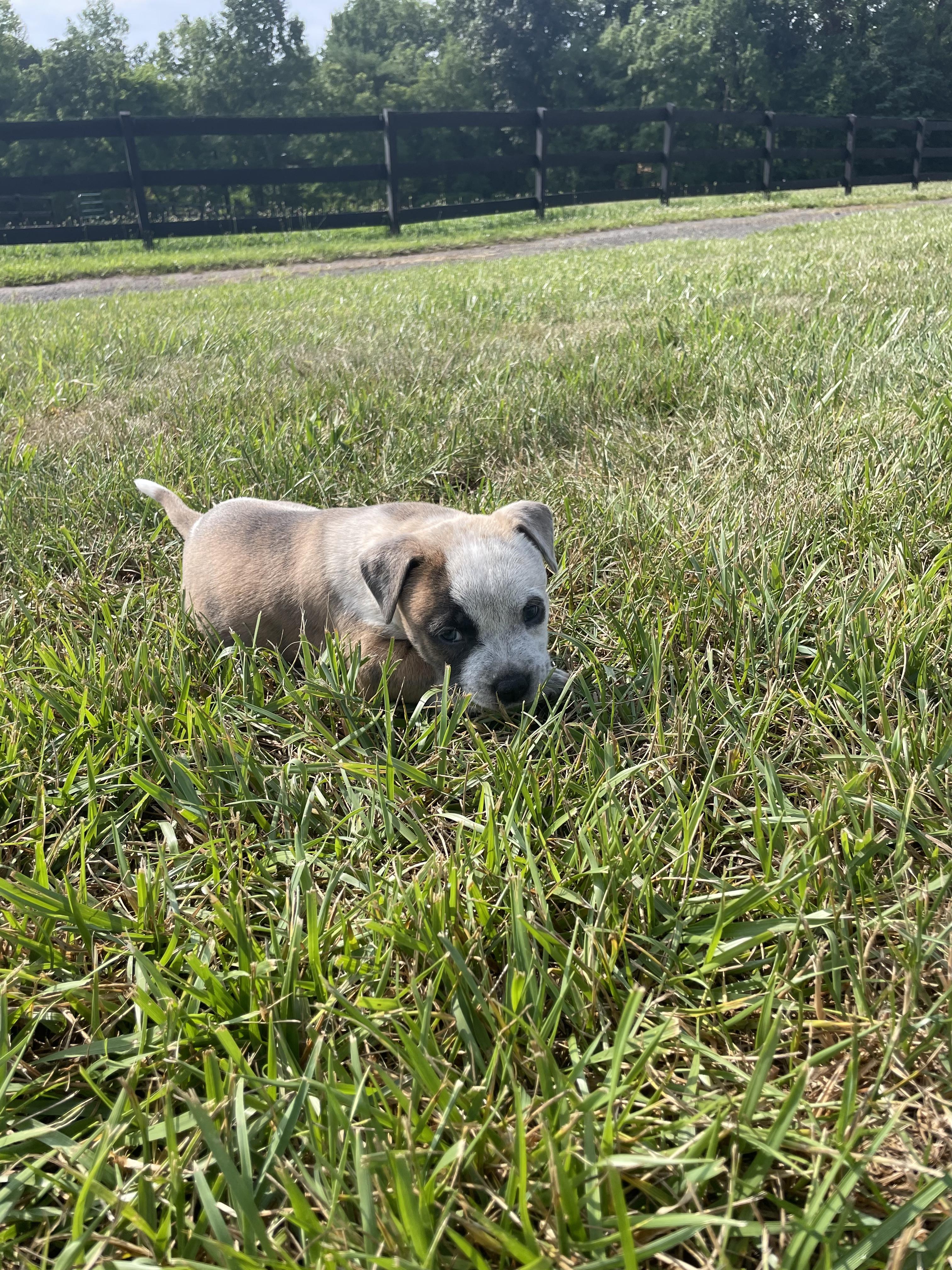 MATTIE, an adopted mixed breed in Hamilton, NJ image 6/6