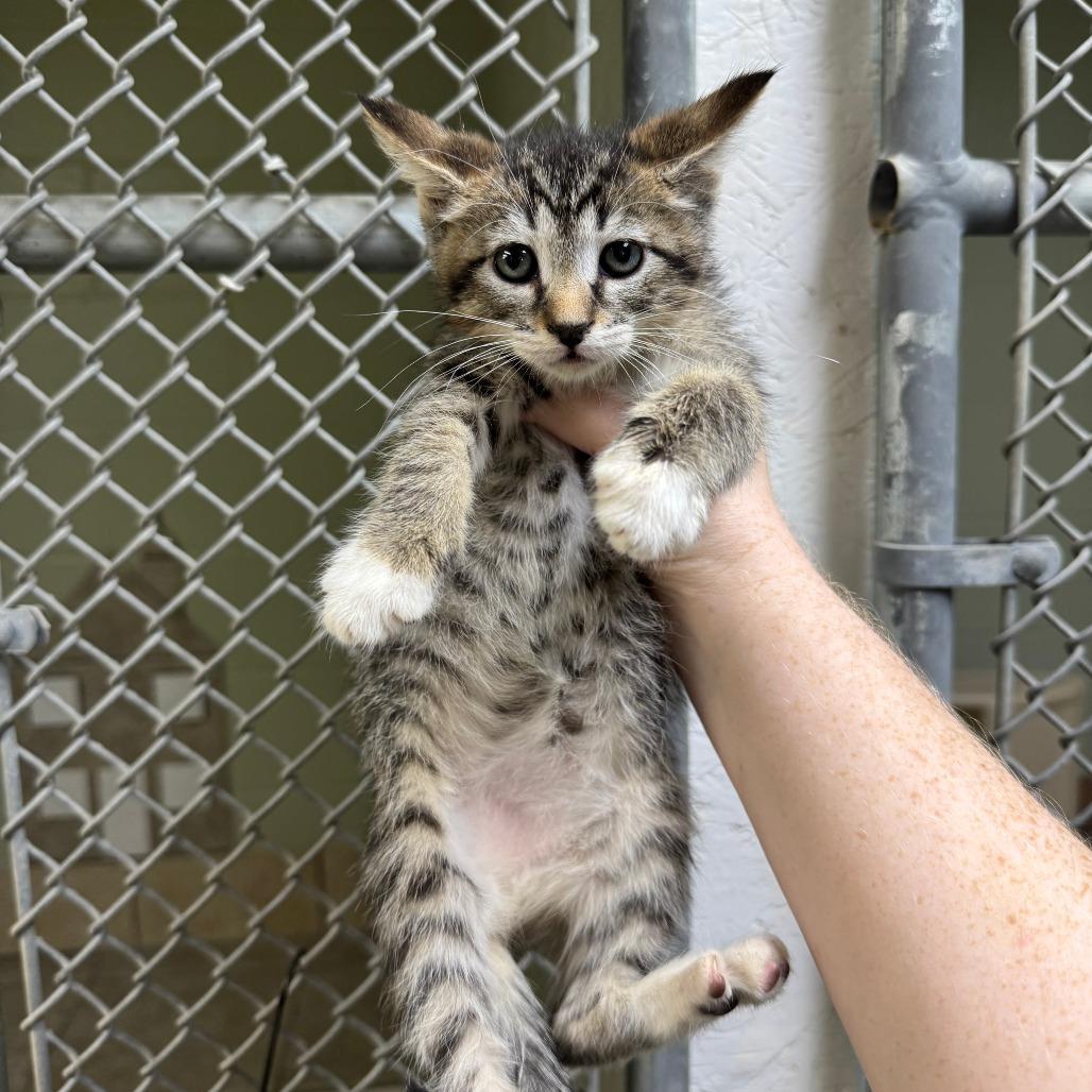 Bethany, Adoptable, Kitten Female Domestic Short Hair.