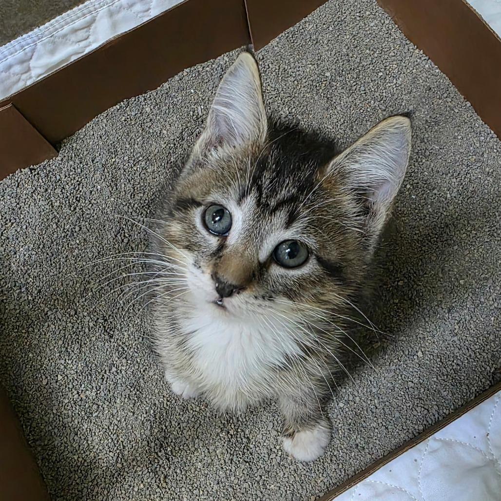 Enlarge Bethany, a Adoptable Domestic Short Hair in Eureka Springs, AR image 2/2