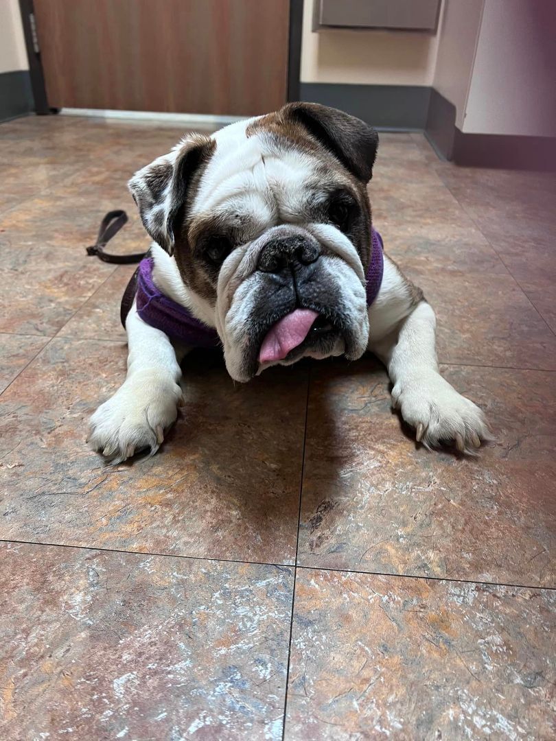 Bubba, Adopted, Senior Male English Bulldog.