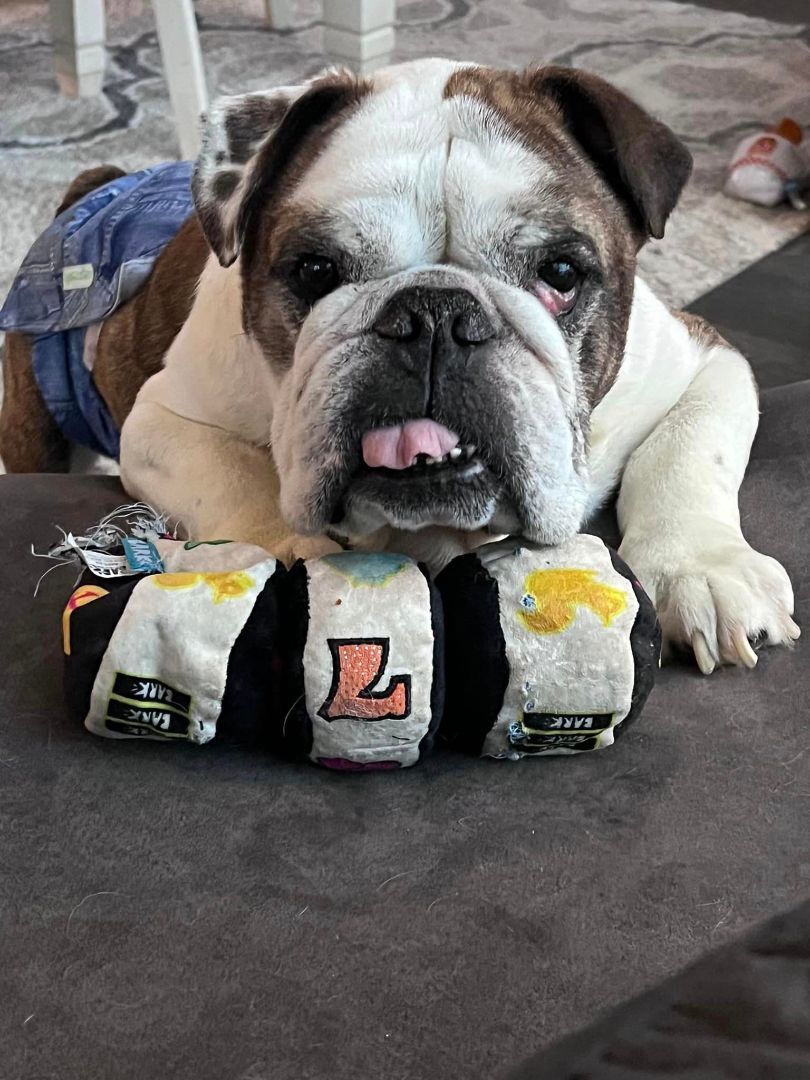 Enlarge Bubba, a Adopted English Bulldog in St. Clair Shores, MI image 2/4