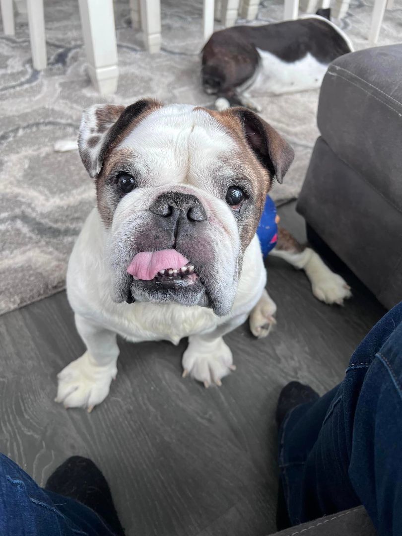 Bubba, Adopted, Senior Male English Bulldog.
