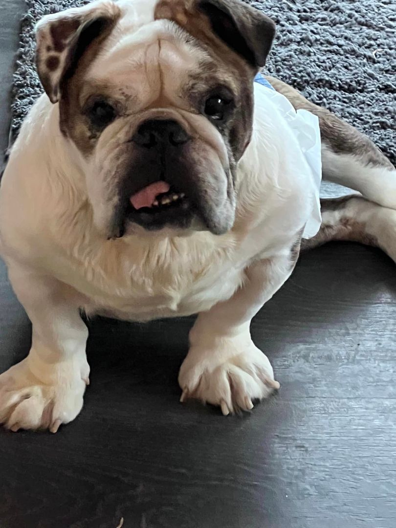 Enlarge Bubba, a Adopted English Bulldog in St. Clair Shores, MI image 4/4