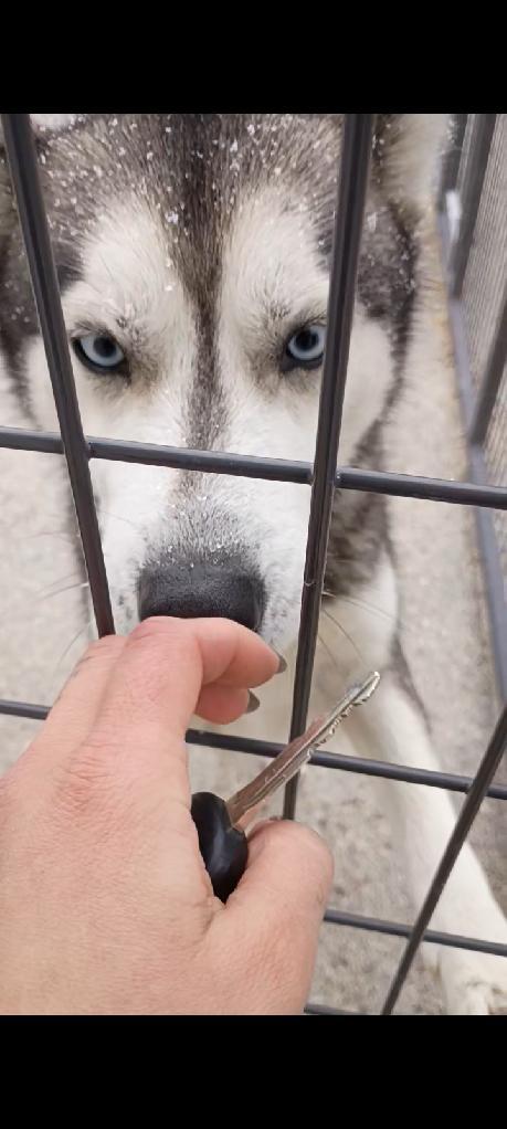 Enlarge Jemma, a Adoptable Siberian Husky in Clay City, KY image 3/5