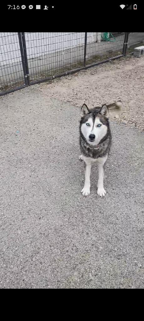 Enlarge Jemma, a Adoptable Siberian Husky in Clay City, KY image 1/5