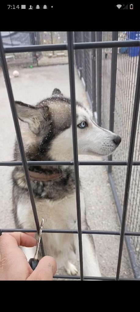 Enlarge Jemma, a Adoptable Siberian Husky in Clay City, KY image 4/5