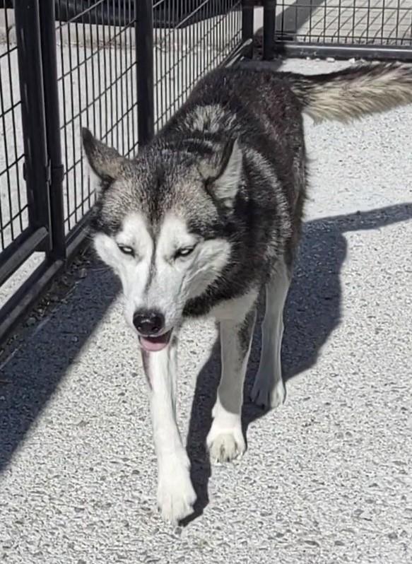 Enlarge Jemma, a Adoptable Siberian Husky in Clay City, KY image 5/5