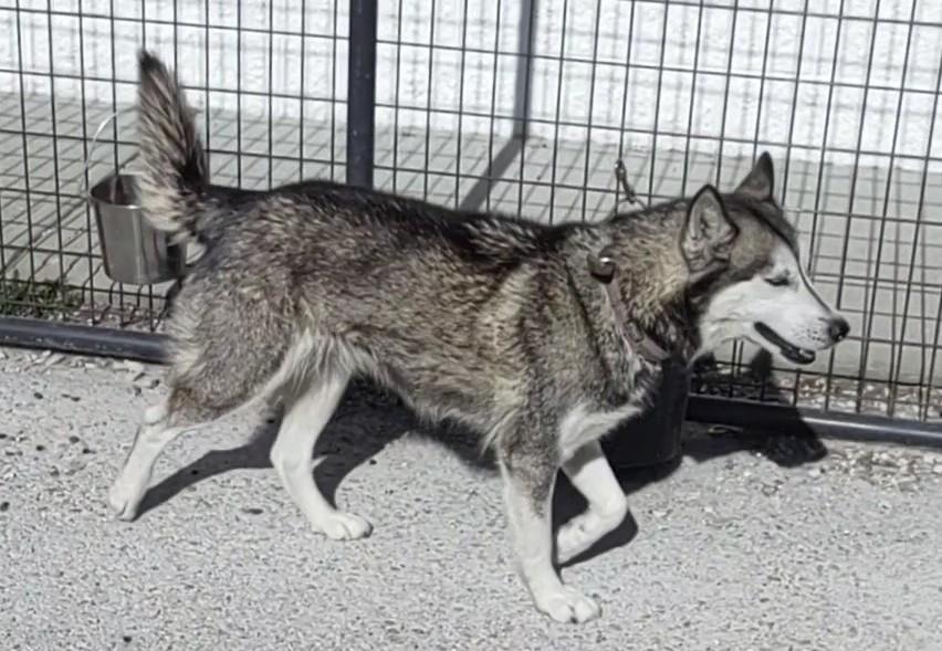 Enlarge Jemma, a Adoptable Siberian Husky in Clay City, KY image 2/5