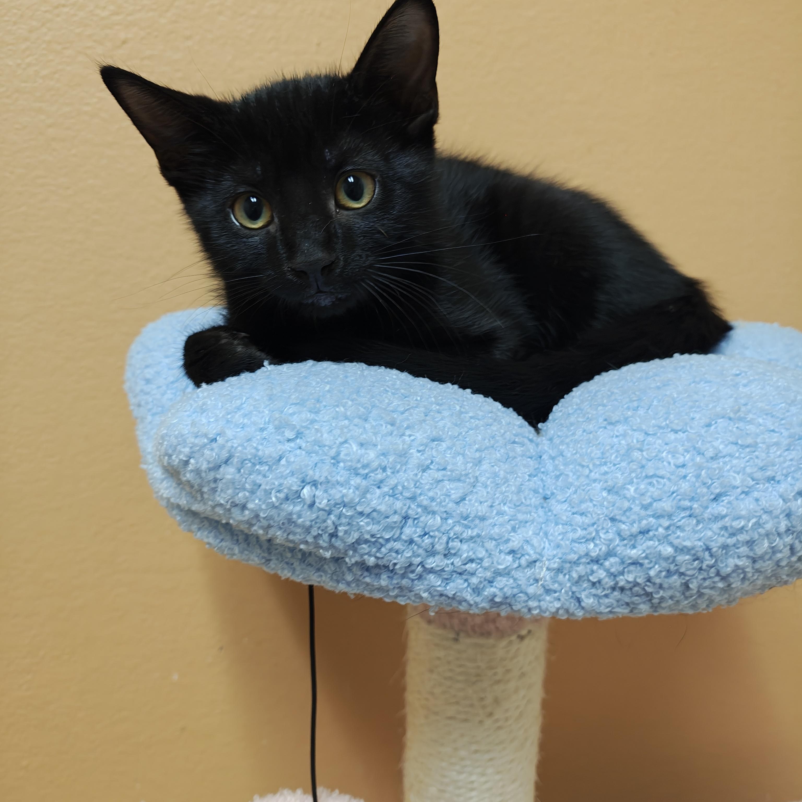 Hornet, Adoptable, Kitten Female Domestic Short Hair.