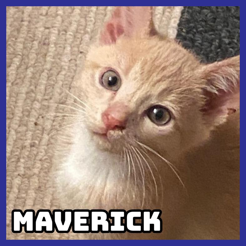 Maverick, Adoptable, Young Male Domestic Short Hair.