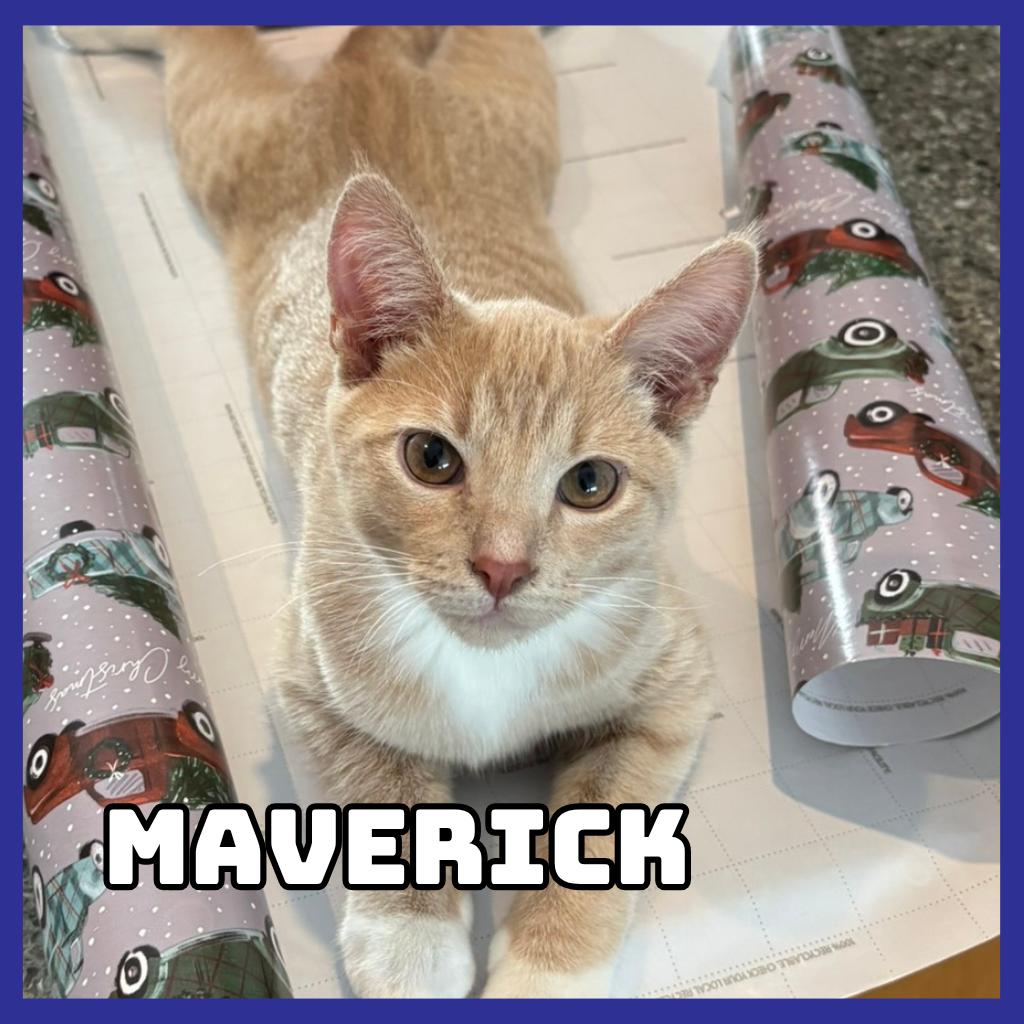 Maverick, a Adoptable Domestic Short Hair in Glenwood, MN image 2/2