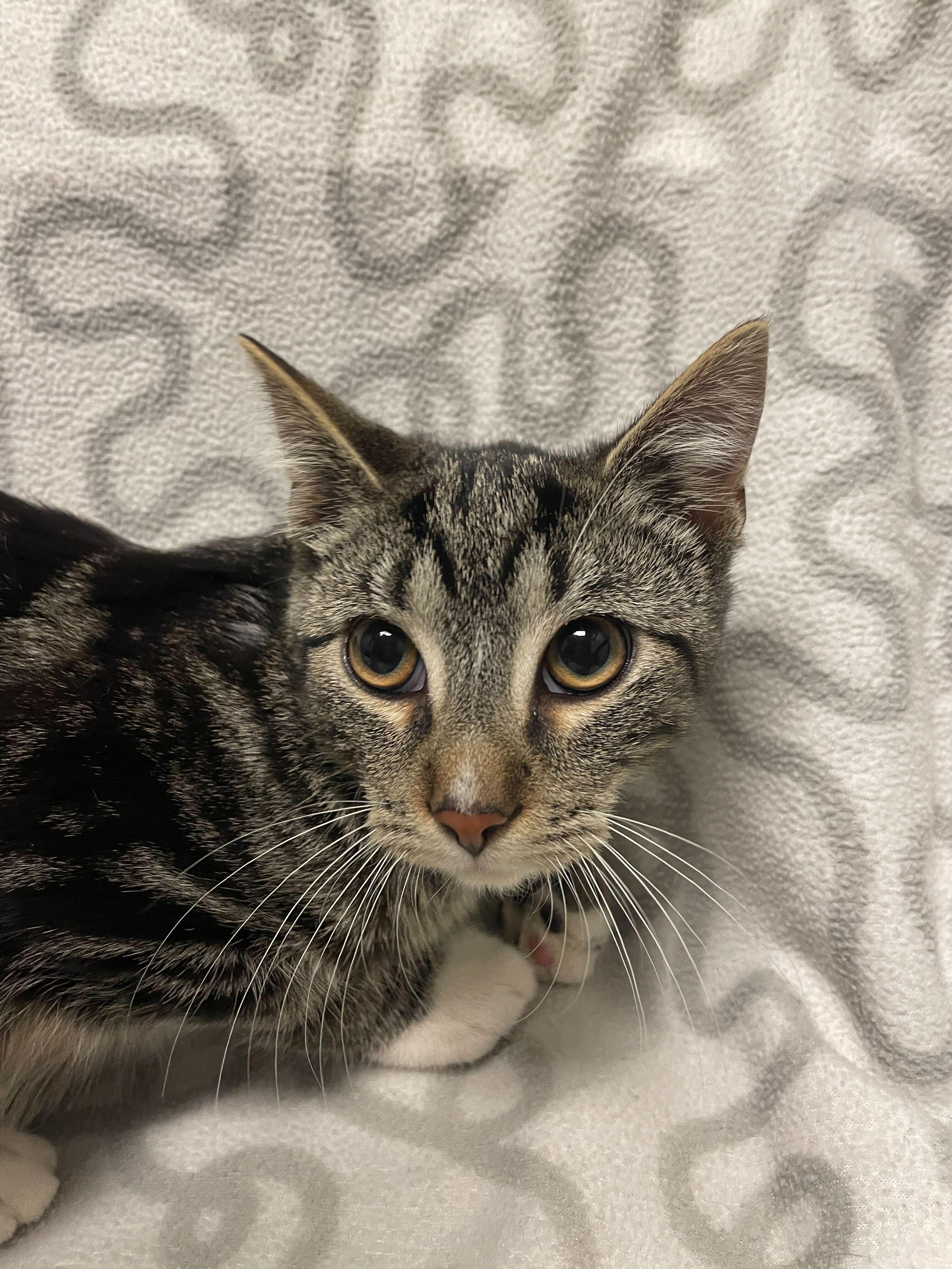 Kazeem, a ADOPTABLE Domestic Short Hair in Jackson, MI image 1/4