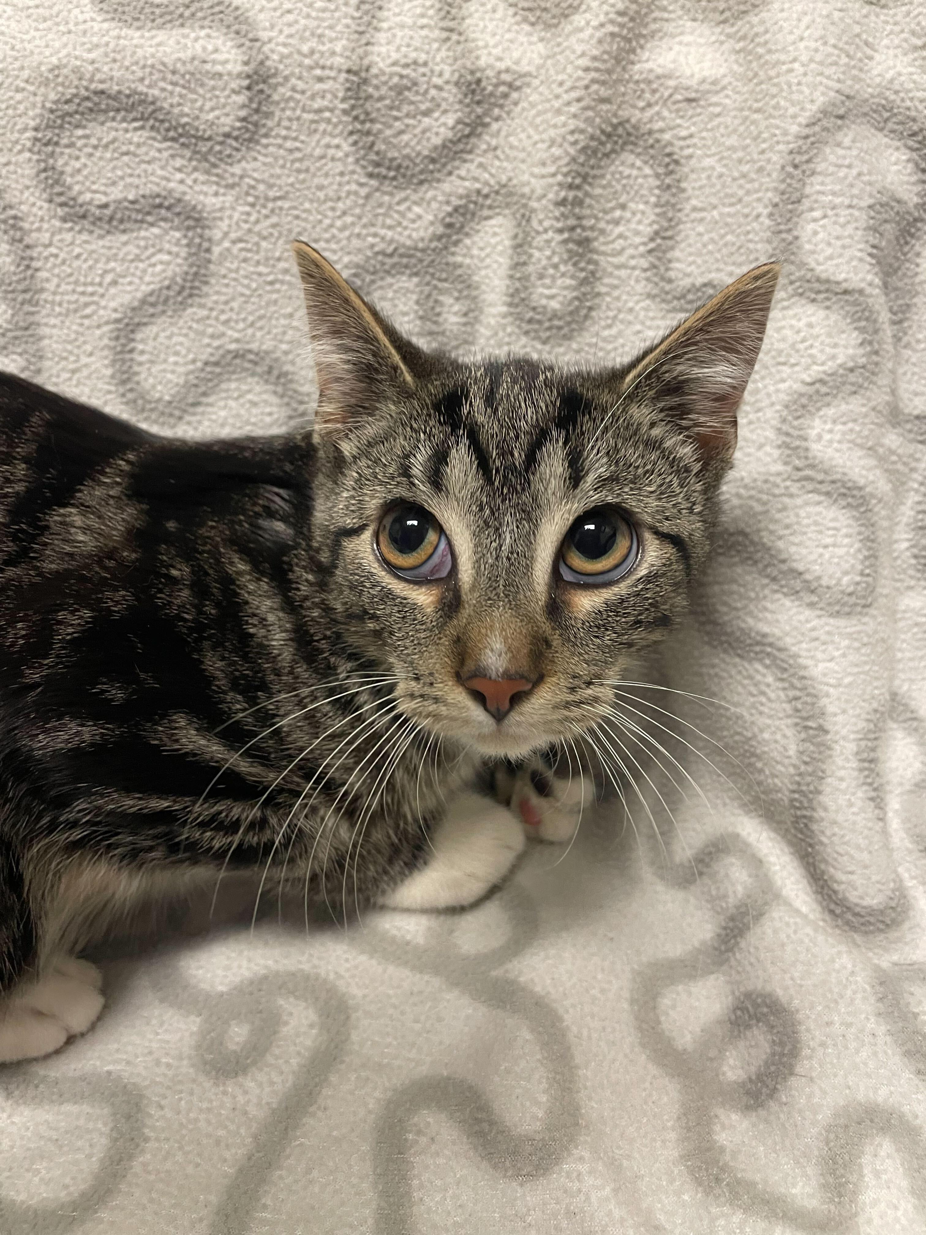 Kazeem, a ADOPTABLE Domestic Short Hair in Jackson, MI image 2/4