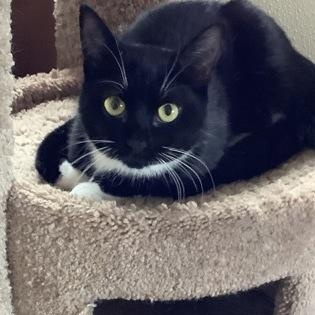 Enlarge Harriett, an adopted Domestic Short Hair in Bridgeport, CA image 1/1