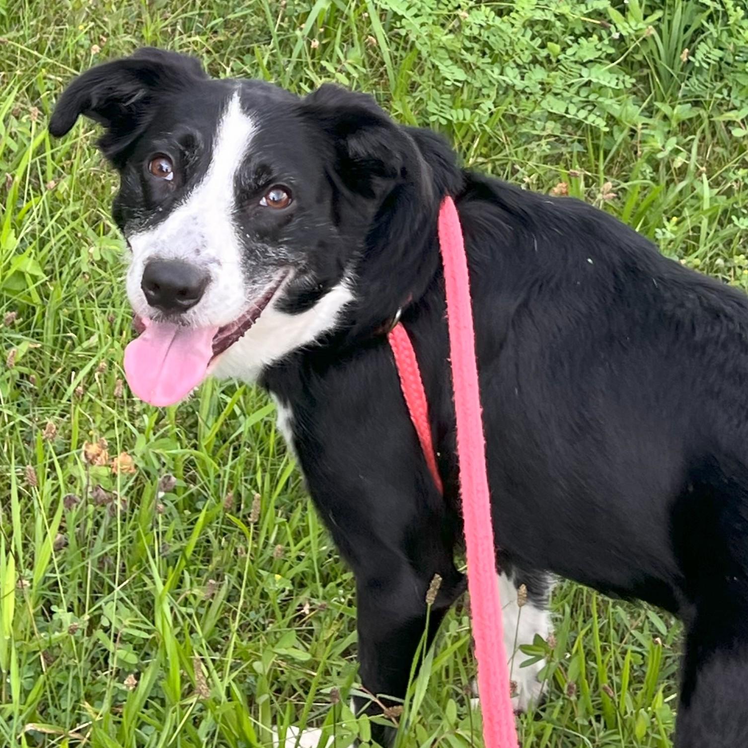 Minnie, Adoptable, Adult Female Border Collie & Mixed Breed.