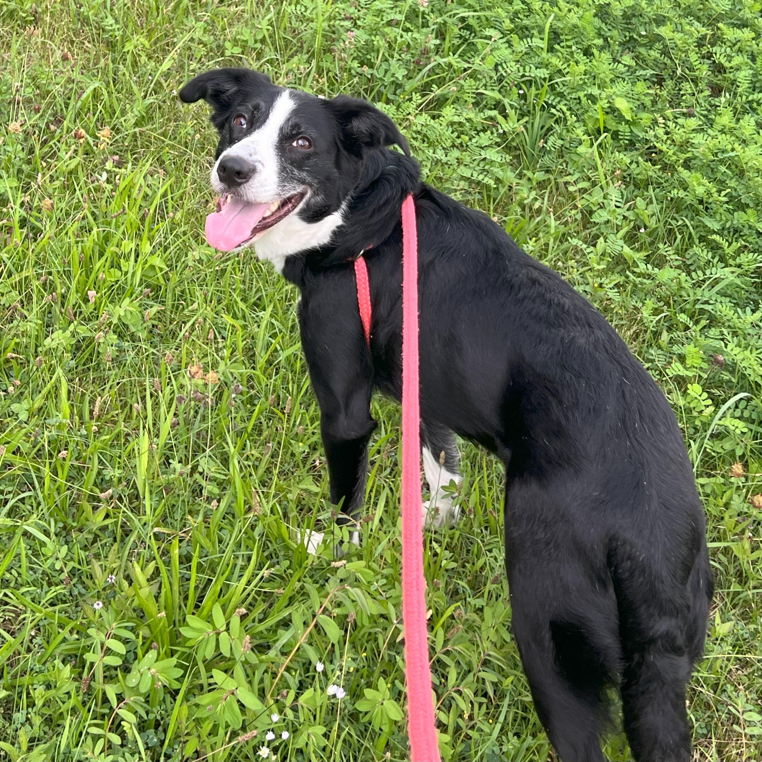 Enlarge Minnie, a Adoptable mixed breed in Normal, IL image 5/6